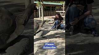 Tortoise Feeding at Gatorland #short #shorts