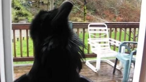 Watching This Raven Recite Nevermore From The Raven Will Blow Your Mind