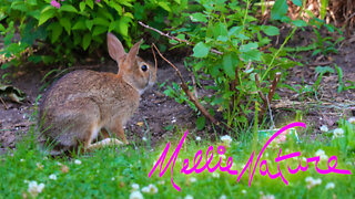 Backyard bunny visits my garden:)