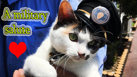 Watch the funny military cat 🐈🥰