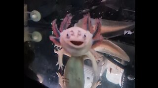 My daughter's feeding her axolotl