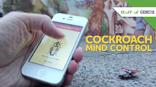 Stuff of Genius: There's An App For That: Cockroach Mind Control