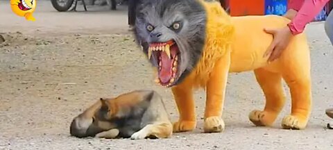 Troll prank to dog and funny, huge fake lion prank to dog and huge box prank to dog