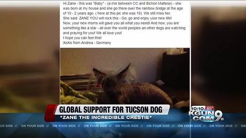 Tucson dog gets worldwide attention on road to recovery