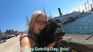 Brie's Gotcha Day 2020