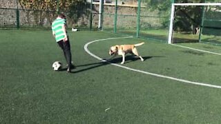 Conheça Glen, o Cristiano Ronaldo do mundo dos cães