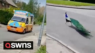 Amusing footage shows peacock chasing after ice cream van