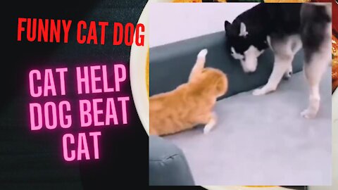 Funny Dog cat, cat help dog fight cat