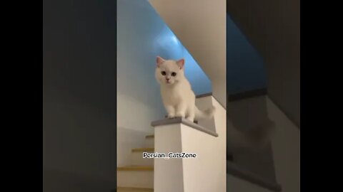 Funny Cats Videos 2022 | Best Of 2022 Funny Cats Video | By | PersianCatsZone 😸