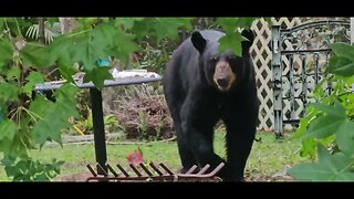 Bear visits again!