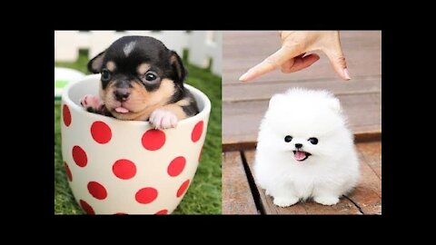 Cute Puppies_😍_Cute Funny and Smart Dogs Compilation