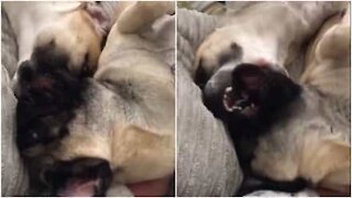 Un carlino e un puggle giocano come due fratellini