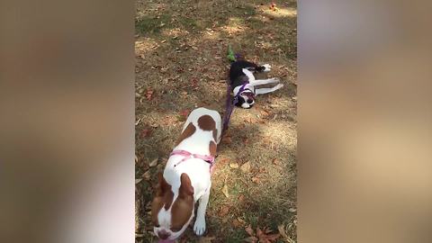 Dog Is Taking His Dog Buddy For A Walk