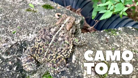 A Camouflaged Toad