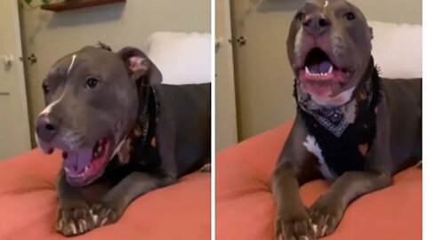 Vocal pit bull engages in hilarious argument with owner