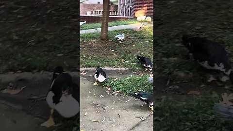 Curious chickens, goats and ducks come to see if I have any food! Plus baby ducks at the end! 🐔🐐🦆