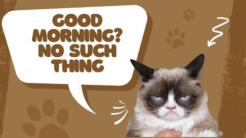 These Sassy Cats will Make your Day Filled with Laughter | Funniest Grumpy Cats Compilation 2022
