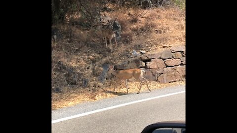 Velvet Antlers on Deer