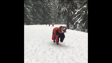 Dog plays in snow in custom snowsuit