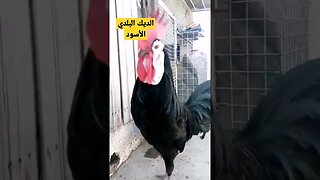 أجمل ديك بلدي أسود كيوت روعة