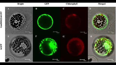 Dirigent Protein root discovery seals future of climate change proof plants