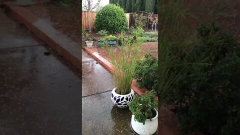 Hailstone Rain and Sleet Rain in San Jose in Spring.