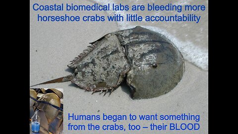 Horseshoe Crab Blood used in Medical