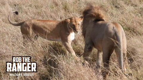 Lion Lovers In The Sun | Maasai Mara Safari | Zebra Plains