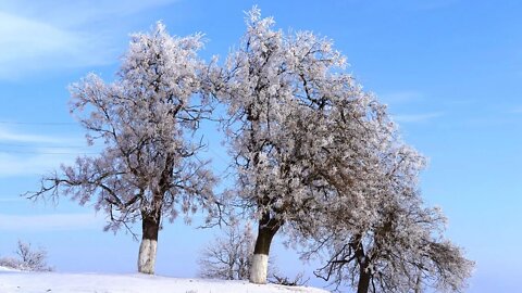 CHECHNYA The Sound Of the Winter Forest. Birdsong For Relaxation and Sleep.2022