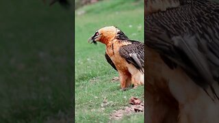 ONLY BIRD That Can Eat BONES - Bearded Vulture #shorts #short