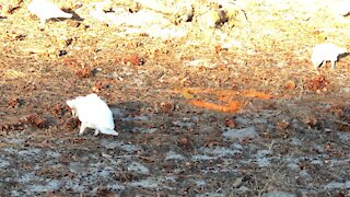 Cockatoos