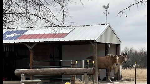 Crazy Houdini Horses Escaped From Their Cage - Or Maybe A Stupid Human Left The Gate Open