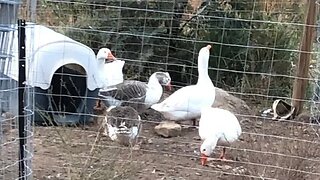 Enclosing free range geese for nesting season for protection against predators