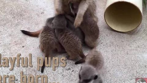 Taronga Zoo in Australia welcomes its largest litter of Meerkats ever