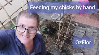 Feeding my chicks by hand