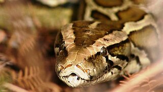80 reptiles caught in Miami Super Bowl Burmese python hunt