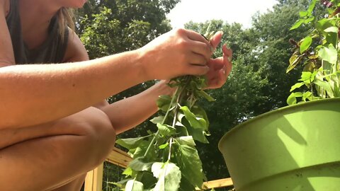 Easy Way to Dry Basil