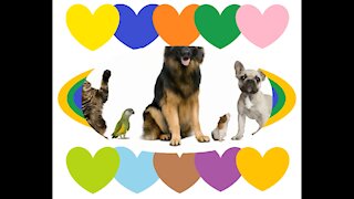 I have much love and affection for animals, better than humans! [Quotes and Poems]