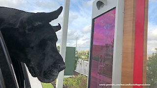 Happy Great Danes Love Going For Drive Thru Burgers