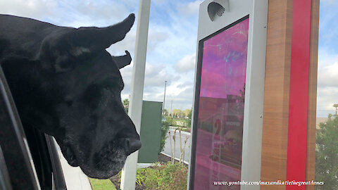 Happy Great Danes Love Going For Drive Thru Burgers