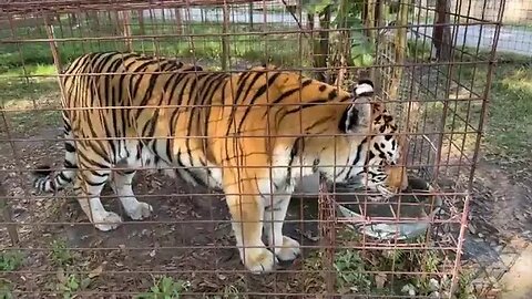 Big Cat Rescue LIVE- Q&A at Big Cat Rescue- Follow along as Keeper Brittany shows you many of the Ti