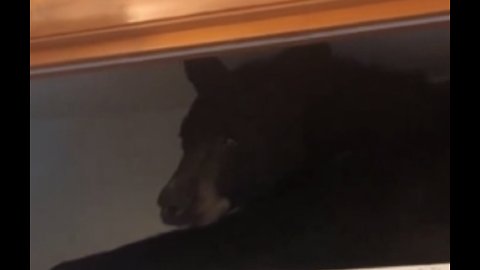 Officers find bear napping on closet shelf in Montana home