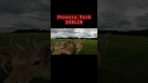 Phoenix Park - DUBLIN #ireland #dublin#wellington #papalcross #farmleigh #ashtown #shorts