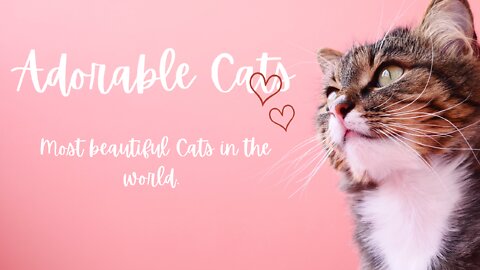 Adorable Cats Compilation.-Most beautiful Cats in the world.