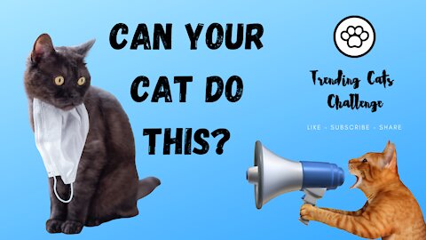 Train Your Cat - Funny Cats - Cute Cats - #Rumble Cats 6