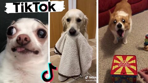 Funny Dogs of TikTok Part #12 🐶