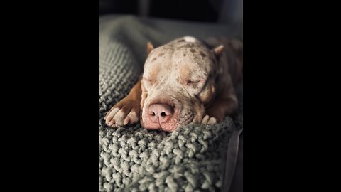 XL American Bully Detox and his 9 year old girl Alli