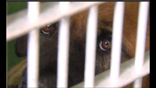 Local congressman push to make animal cruelty a federal crime