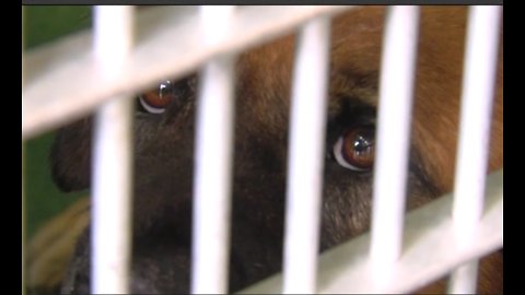 Local congressman push to make animal cruelty a federal crime