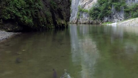 Carps and fish swimming in Satetsu river of Geibi Gorge or Geibikei in Iwate Prefecture, Japan, Asi